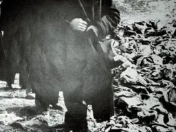 Profesor Tadeusz Pragłowski podczas prac komisji PCK w Katyniu w 1943 r.
